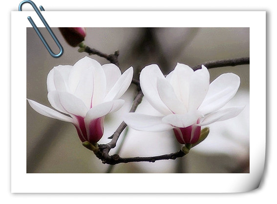 电竞比赛押注app