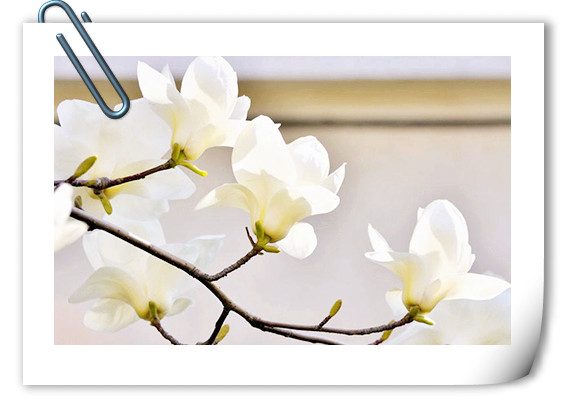 电竞比赛押注app