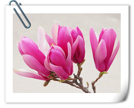 电竞比赛押注app