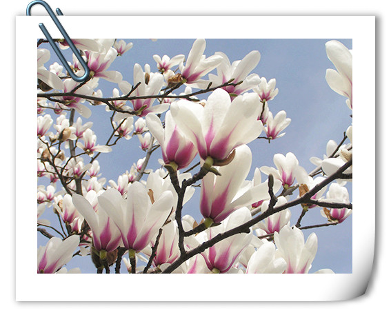 电竞比赛押注app