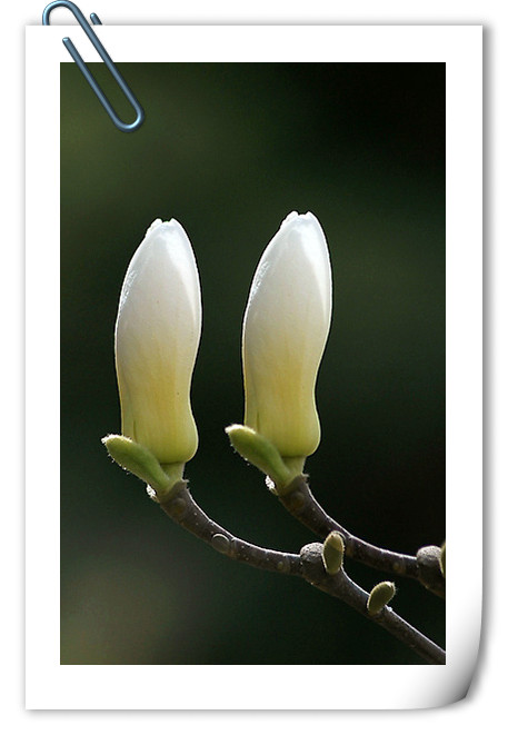 电竞比赛押注app