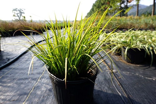 电竞比赛押注app