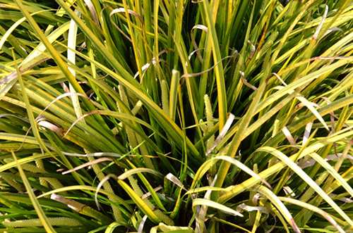 电竞比赛押注app