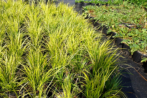 电竞比赛押注app