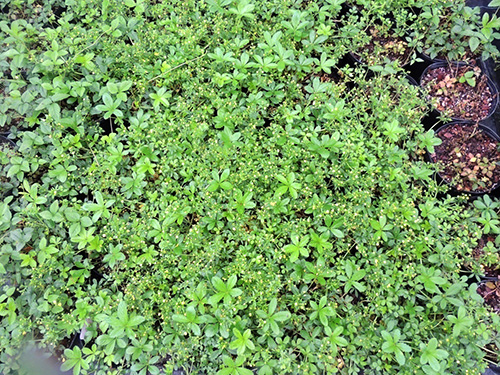 电竞比赛押注app