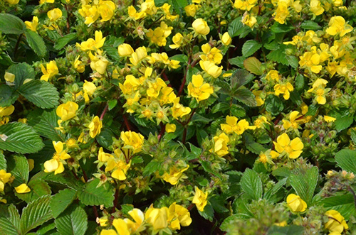 电竞比赛押注app