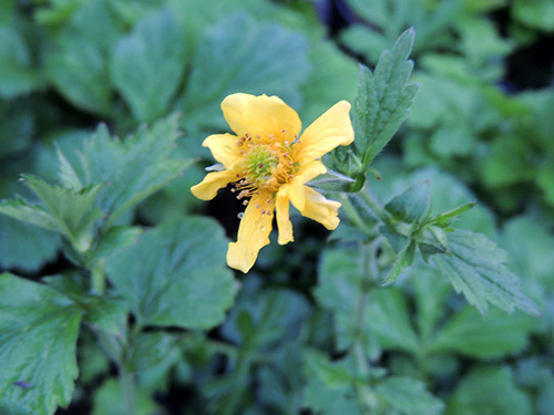 电竞比赛押注app