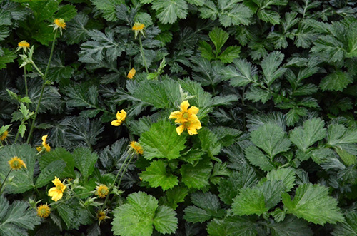 电竞比赛押注app