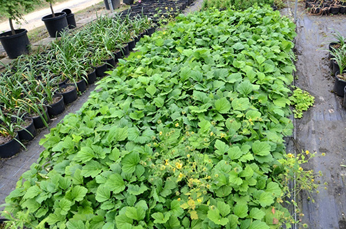 电竞比赛押注app