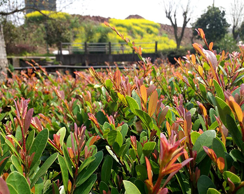 电竞比赛押注app