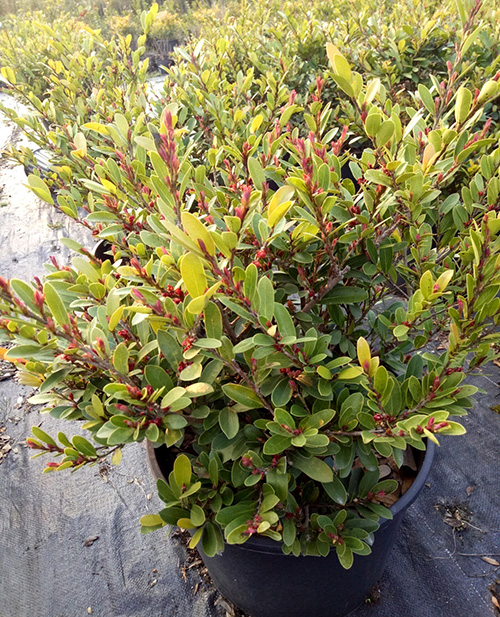 电竞比赛押注app