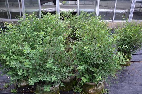 电竞比赛押注app