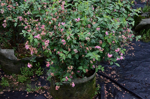 电竞比赛押注app