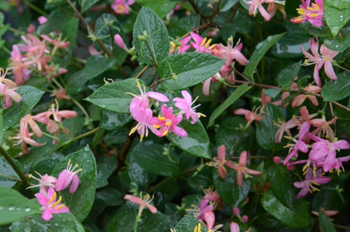 电竞比赛押注app