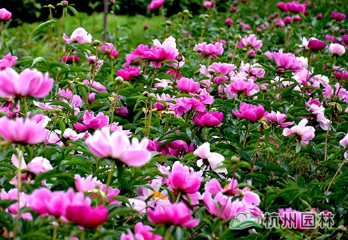 电竞比赛押注app