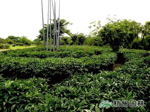 电竞比赛押注app