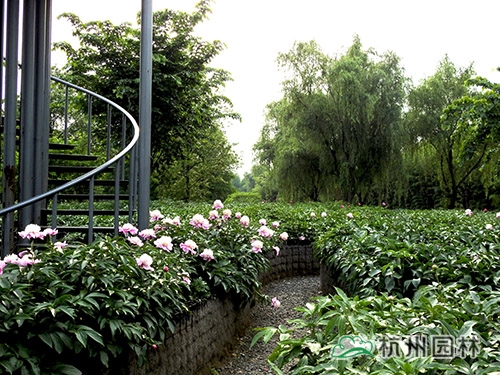 电竞比赛押注app