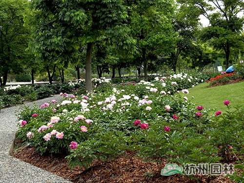 电竞比赛押注app