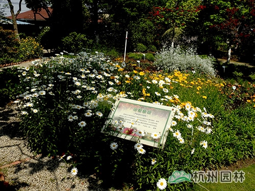 电竞比赛押注app