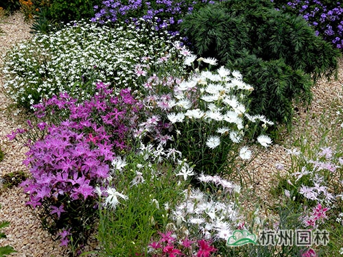 电竞比赛押注app