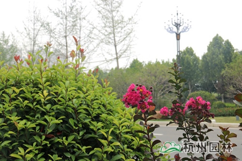 电竞比赛押注app