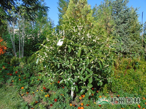 电竞比赛押注app