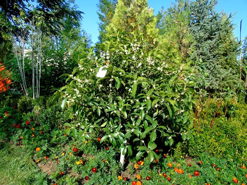 电竞比赛押注app