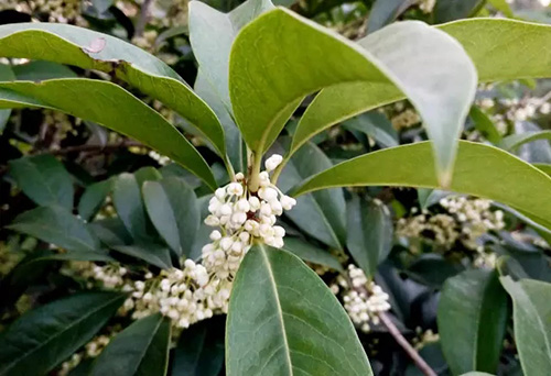 电竞比赛押注app