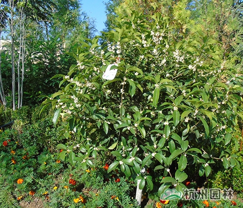 电竞比赛押注app