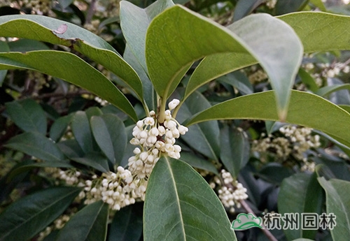 电竞比赛押注app