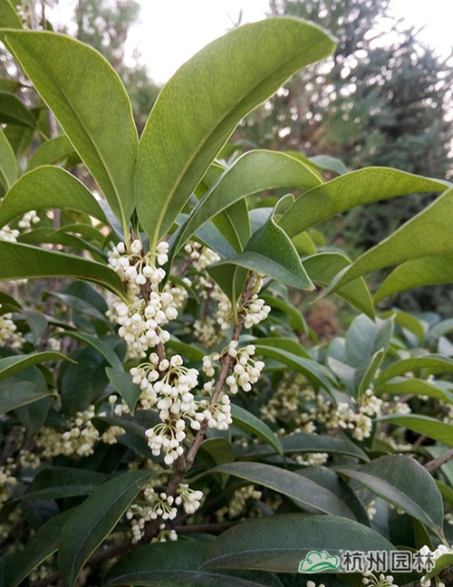 电竞比赛押注app