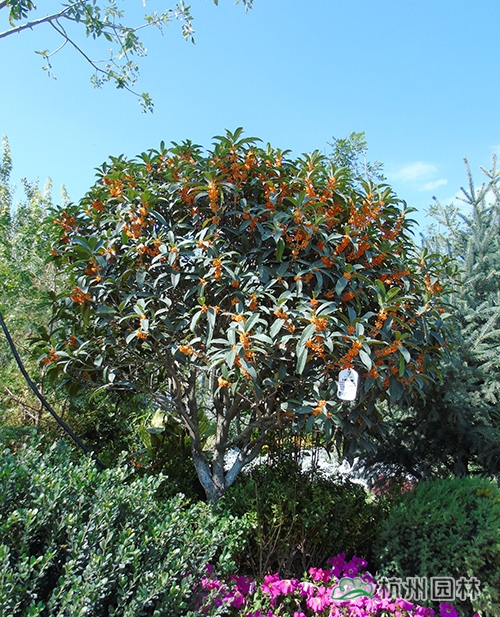 电竞比赛押注app