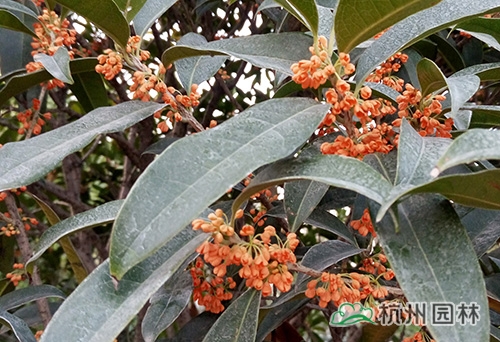 电竞比赛押注app