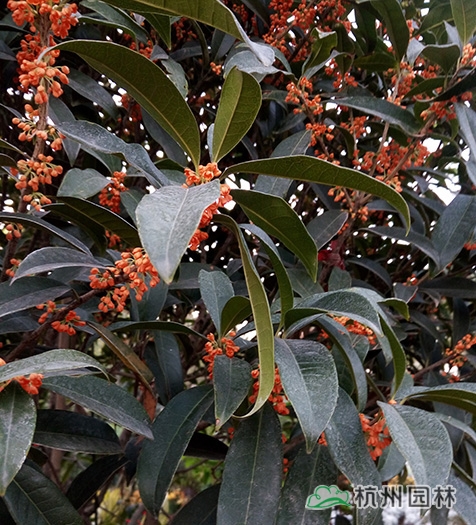 电竞比赛押注app