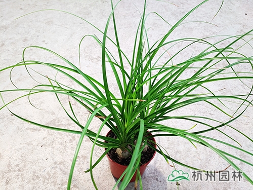 电竞比赛押注app