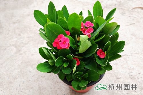 电竞比赛押注app