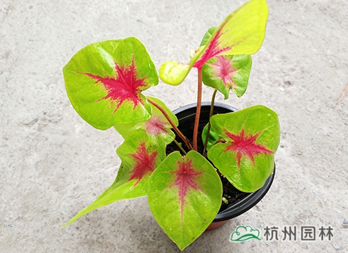 电竞比赛押注app