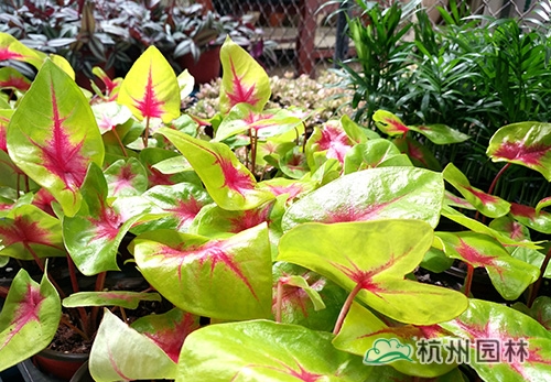 电竞比赛押注app