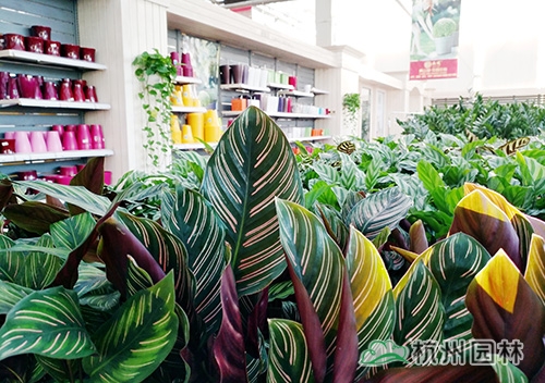 电竞比赛押注app