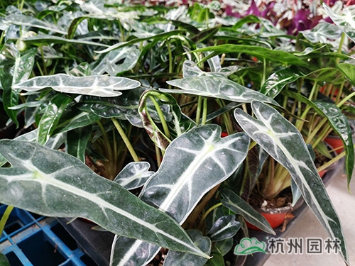 电竞比赛押注app