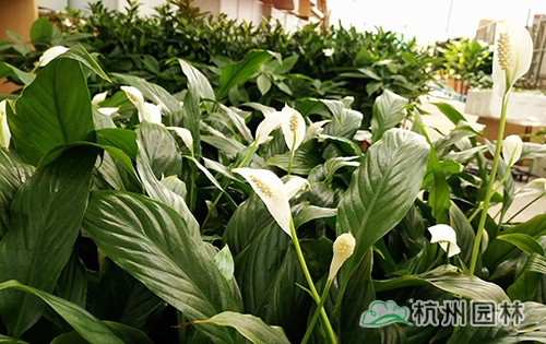 电竞比赛押注app