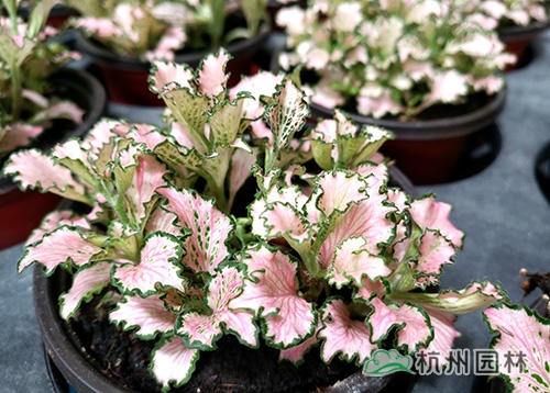 电竞比赛押注app