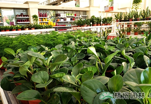 电竞比赛押注app