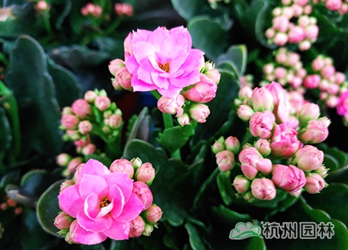 电竞比赛押注app