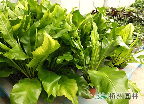 电竞比赛押注app