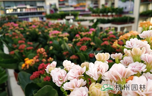 电竞比赛押注app