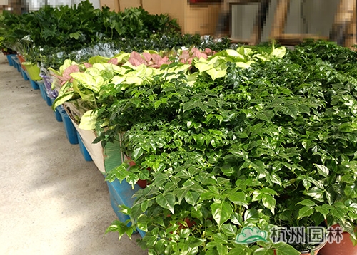 电竞比赛押注app