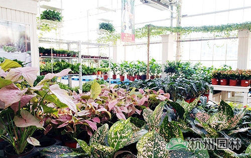 电竞比赛押注app