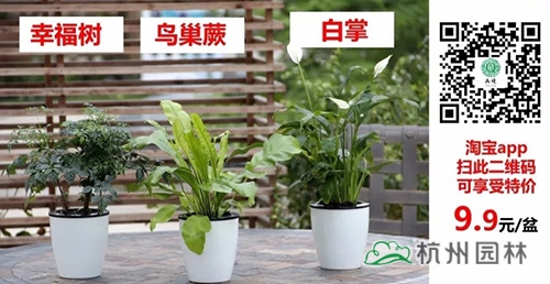 电竞比赛押注app