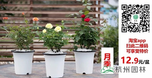 电竞比赛押注app